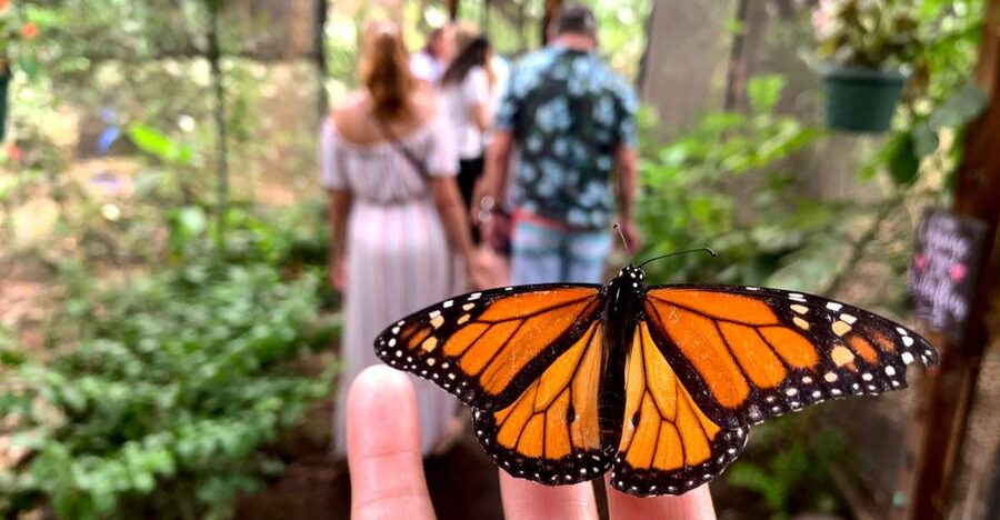 Maui: Interactive Butterfly Farm Entrance Ticket - Seeing butterflies at every stage