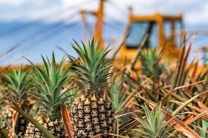 Maui Pineapple Farm Tour in Haliimaile - Seeing the packing facility and farm machinery