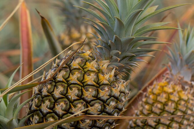 Maui Pineapple Farm Tour in Haliimaile - The guides make the difference