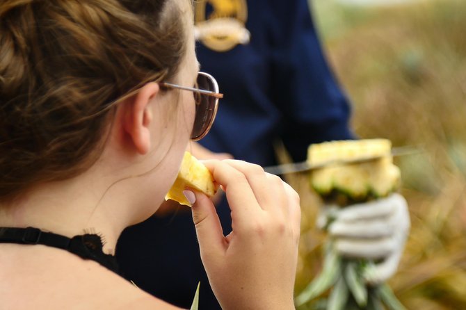 Maui Pineapple Farm Tour in Haliimaile - Maui Gold tasting, from field sample to take-home fruit