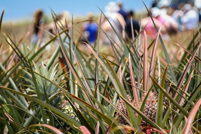 Maui Pineapple Farm Tour in Haliimaile - Practical comfort details for the farm ride