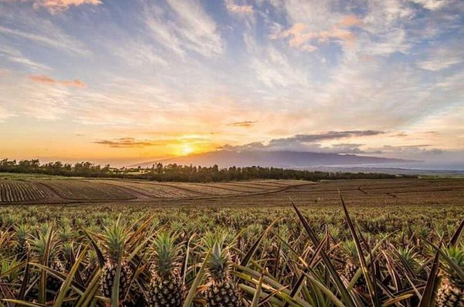 Maui Pineapple Tour: Farm and Feast Experience - Who will enjoy this farm and feast