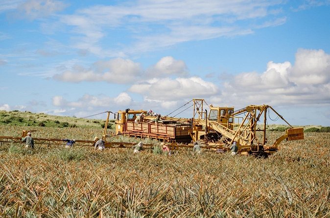 Maui Pineapple Tour: Farm and Feast Experience - Small details that can make the visit easier