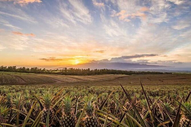Maui Pineapple Tour: Farm and Feast Experience - Thirty minutes at the Maui Pineapple Store