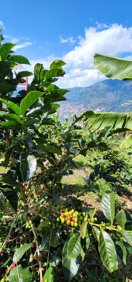 Medellin: Coffee Farm Tour & Spa with Overnight Glamping - Who will enjoy this farm stay most