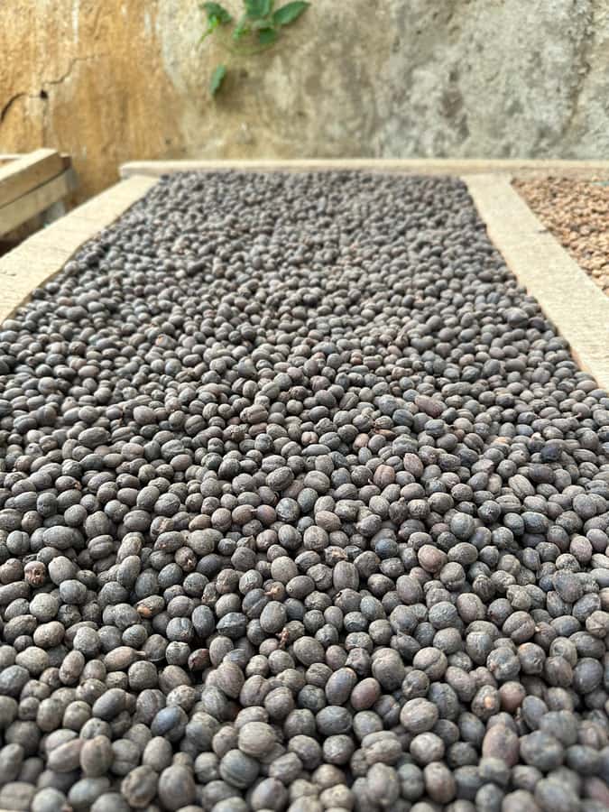 Medellín Coffee Farm Tour with Trolley and Cable Car Ride - Why this coffee tour feels different from a standard farm visit
