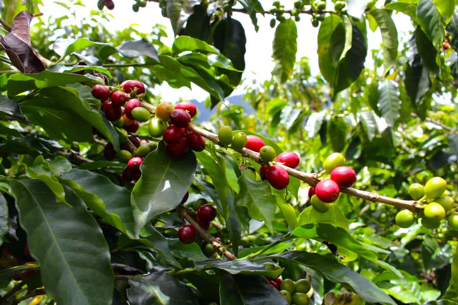 Medellín Coffee Farm Tour with Trolley and Cable Car Ride - From harvested fruit to roasted coffee