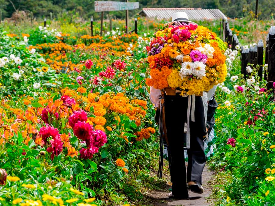 Medellín: Flower Farm & Silletero History Tour - Walking through the flower farm