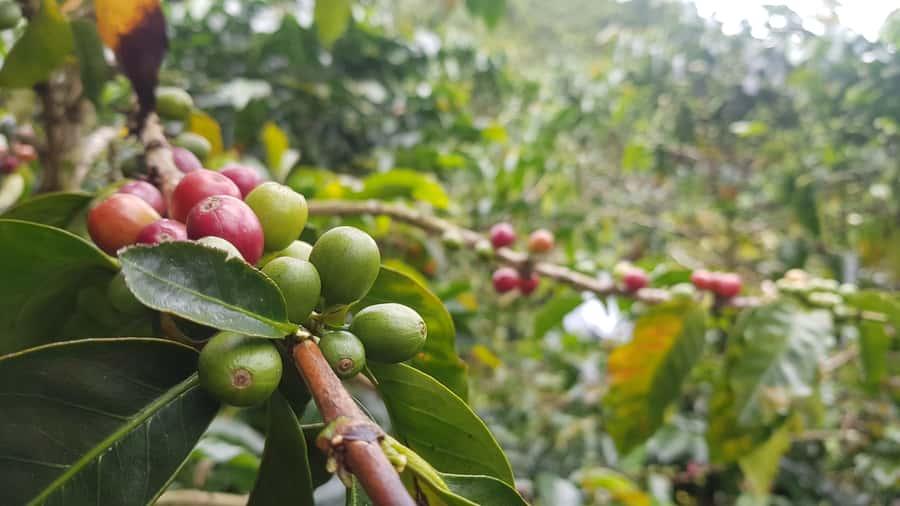 Medellin: Guatape, El Peñol Coffee Farm Private Tour & Fruit - A coffee farm with more than a tasting
