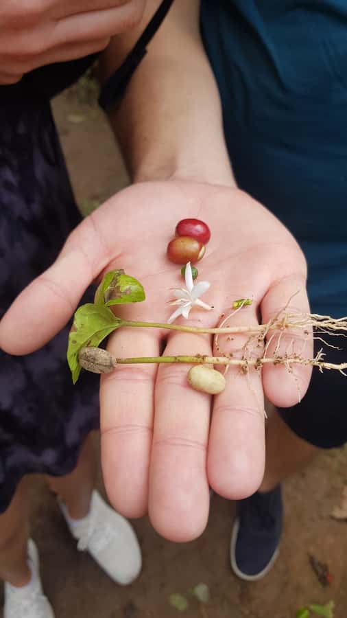 Medellin: Guatape, El Peñol Coffee Farm Private Tour & Fruit - Guatapé’s painted streets and local stories