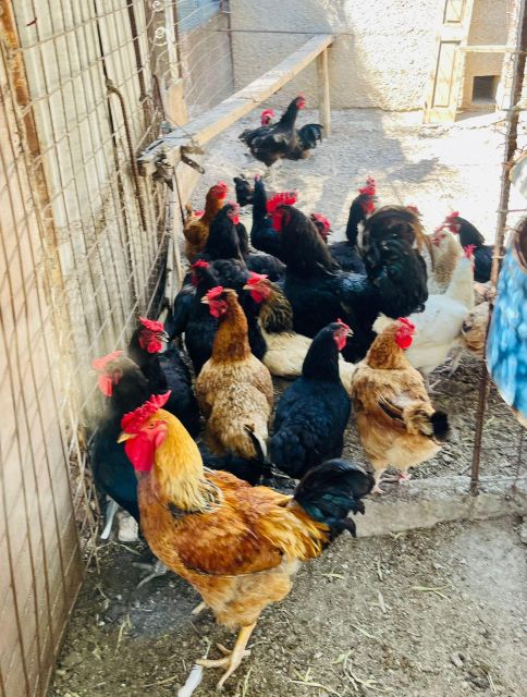 Melanes: Naxos Perivoli Farm & Cooking Class with Wood Fire - Cooking over a traditional wood fire