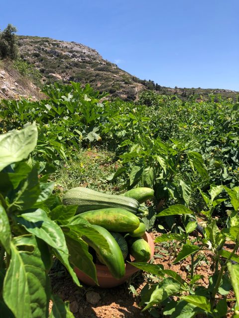 Melanes: Naxos Perivoli Farm & Cooking Class with Wood Fire - Is $117 a fair price?