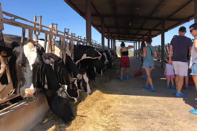 Menorca: Cheesemaking and Farm-Fresh Product Tasting - Personalizing a cheese for later