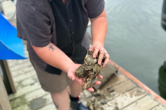Mere Point Oyster Farm Tour - The Shucking Demonstration and Six Oyster Samples
