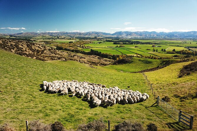 Merino Farm Experience - A Family Farm With More Than a Photo Stop