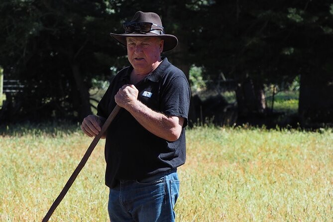 Merino Farm Experience - Working Dogs and the Quiet Work of Farming