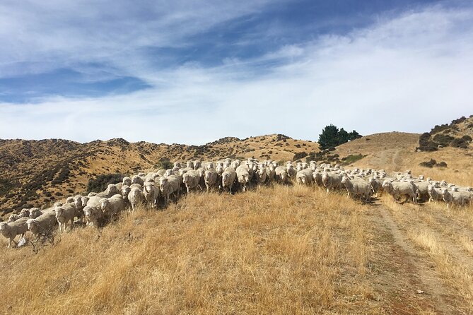 Merino Farm Experience - Feeding Pet Sheep and Taking Photos