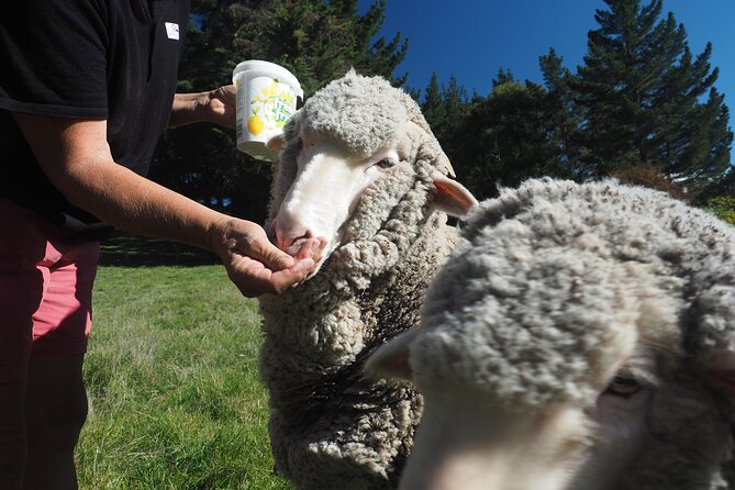 Merino Farm Experience - What $58.95 Buys You