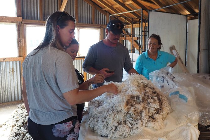 Merino Farm Experience - Who Will Enjoy This Most