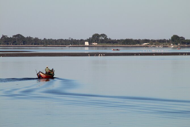 Moliceiro boat trip, with experience in bivalves harvesting - Key points to know before you book