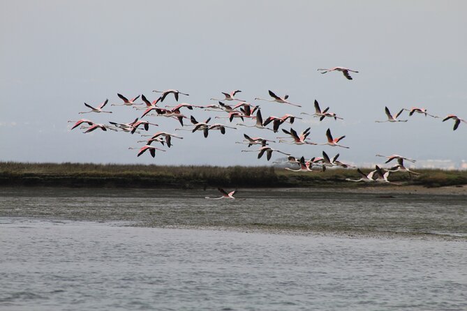 Moliceiro boat trip, with experience in bivalves harvesting - Is $21.88 a fair price?