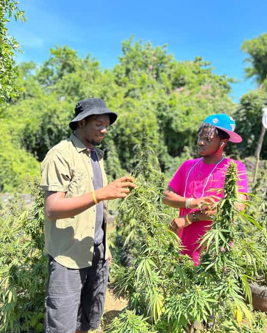 Montego Bay: Cannabis Farm, Bamboo Rafting, & Foot Massage - Transfers from Montego Bay and the northwestern coast
