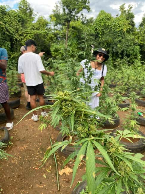 Montego Bay: Marijuana Farm and Bird Sanctuary Tour - The bird sanctuary is the more memorable part for many people