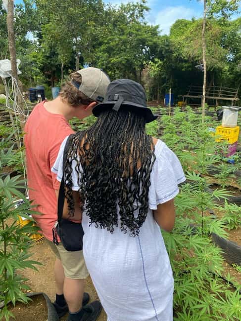 Montego Bay: Marijuana Farm and Bird Sanctuary Tour - The price needs careful arithmetic