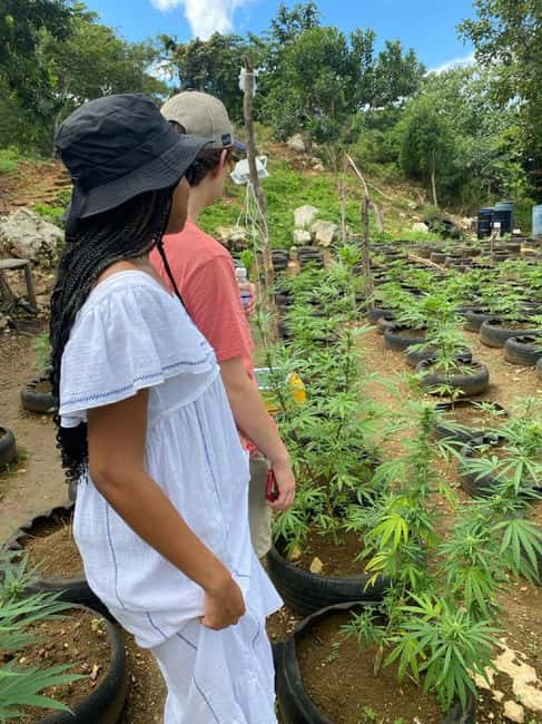 Montego Bay: Marijuana Farm and Bird Sanctuary Tour - What the mixed feedback means for your decision