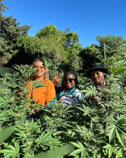 Montego Bay: Marijuana Farm Private Tour with Transportation - Should you book the farm visit?