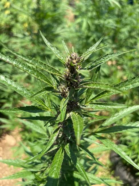 Montego Bay: Marijuana Farm Private Tour with Transportation - Practical details before you reserve