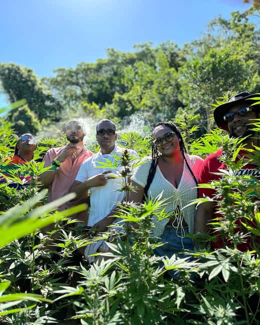 Montego Bay: Marijuana Farm Private Tour with Transportation - Seedlings, mature plants, and the work between them