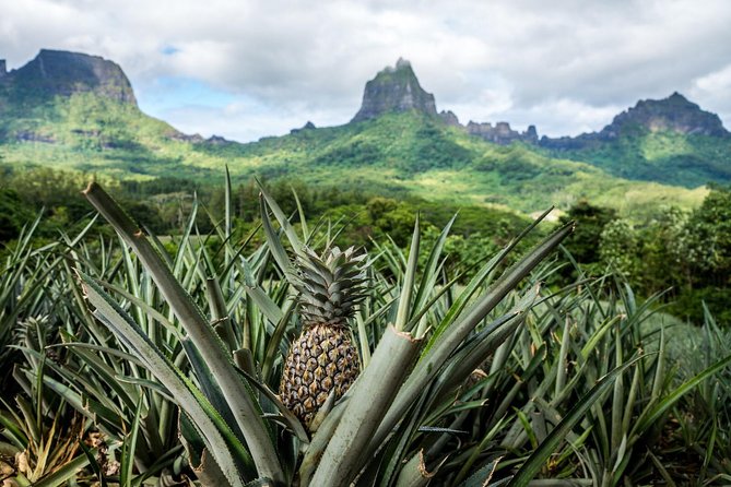 Moorea 4WD Tour Inc. Belvedere, Pineapple Farm, Magic Mountain... - Tropical Garden, vanilla, and a small tasting