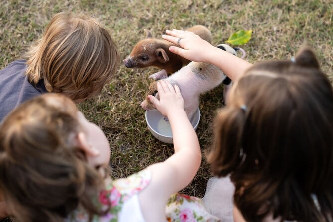Morning Farm Experience near Gympie & Noosa - Meeting the Highland cows by name