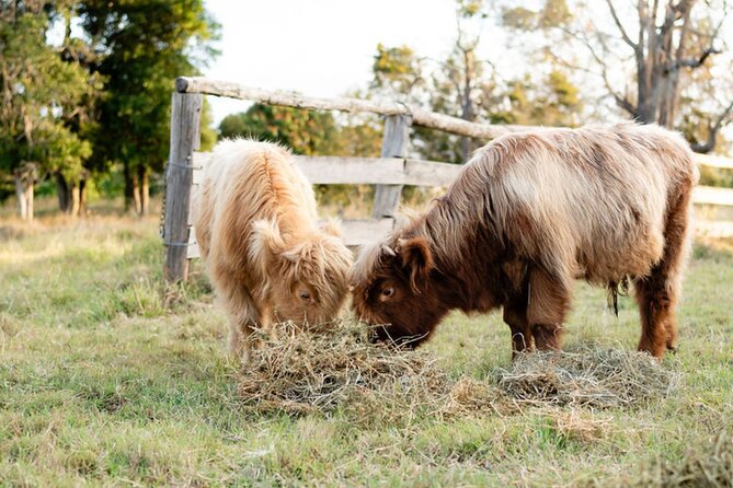 Morning Farm Experience near Gympie & Noosa - Why the small group matters