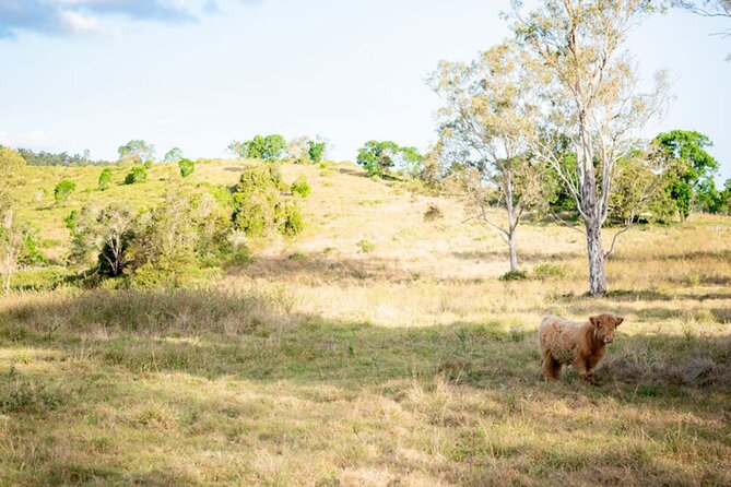 Morning Farm Experience near Gympie & Noosa - Timing, clothing, and the physical side