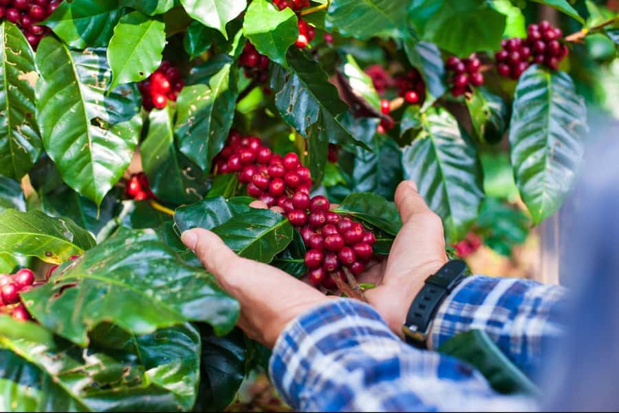 Most complete COFFEE TOUR at local family farm - Why this farm visit works well from Guatape