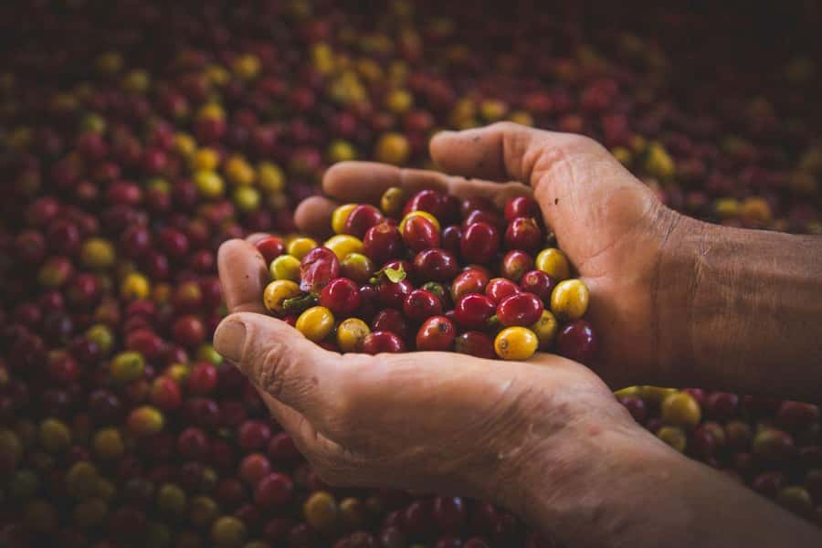 Most complete COFFEE TOUR at local family farm - Processing is where the story changes