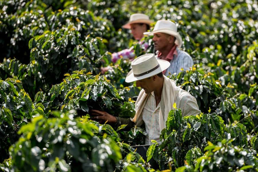 Most complete COFFEE TOUR at local family farm - Colombian food adds a local touch