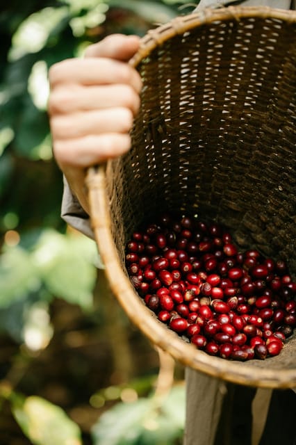 Most complete COFFEE TOUR at local family farm - A private group makes the teaching more useful