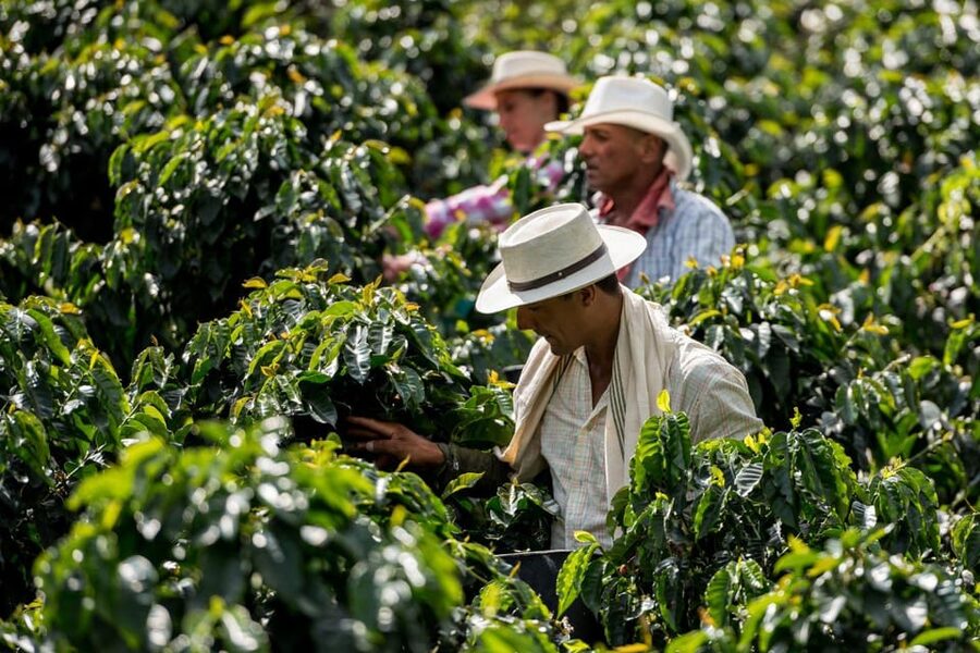 Most complete COFFEE TOUR at local family farm - What the $75 price really covers