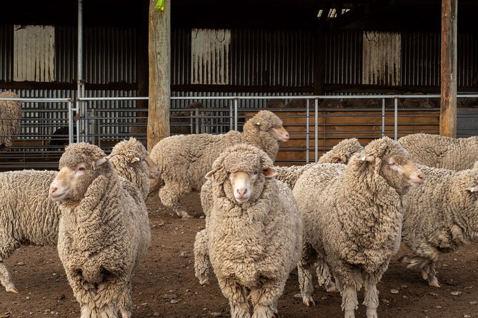 Mt. Hay Farm Experience Genuine Country Farming(Carbon Positive) - A real look at farming near Lake Tekapo