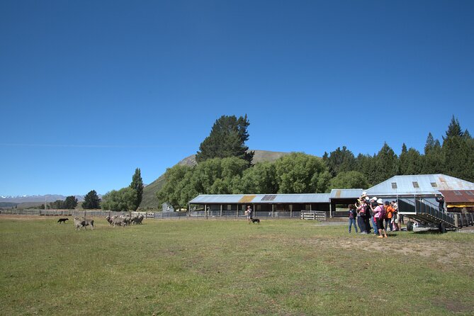 Mt. Hay Farm Experience Genuine Country Farming(Carbon Positive) - The sheepdogs are the real working stars
