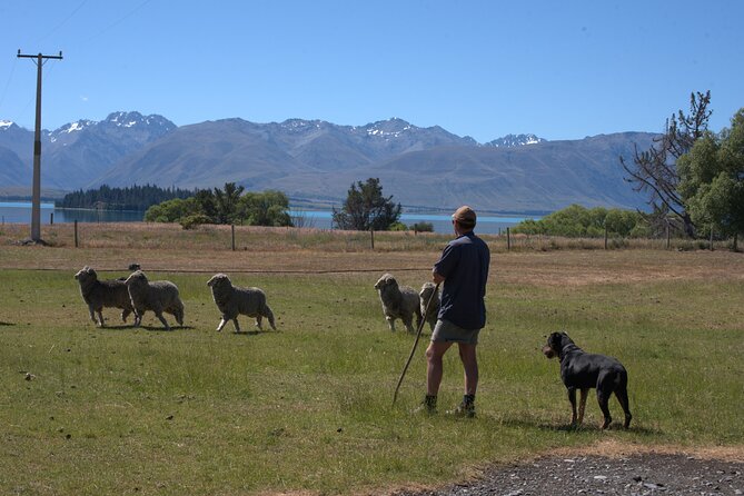 Mt. Hay Farm Experience Genuine Country Farming(Carbon Positive) - A compact activity for a Tekapo day