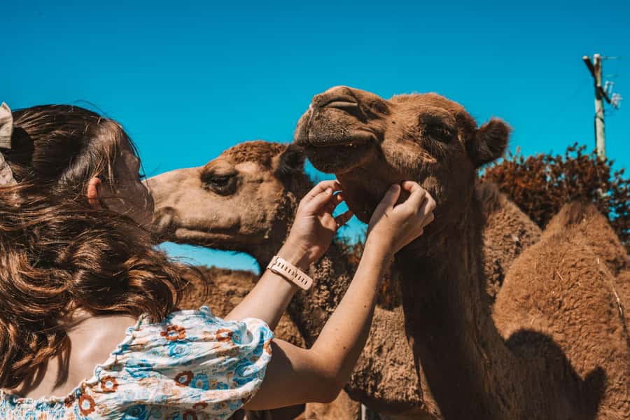 Mutchilba: Farm Animal Feeding - Key points at a glance