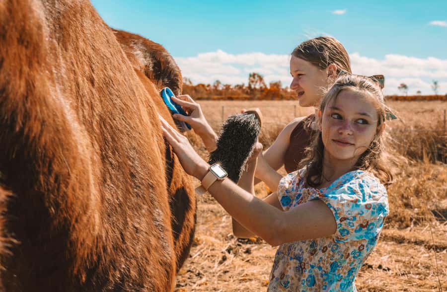 Mutchilba: Farm Animal Feeding - Why the $14 price works for families