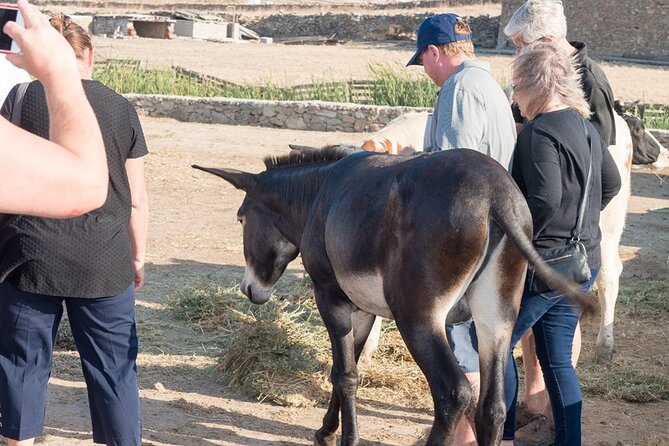 Mykonian Farm Entrance Ticket - Meeting Babis and adding a guided visit