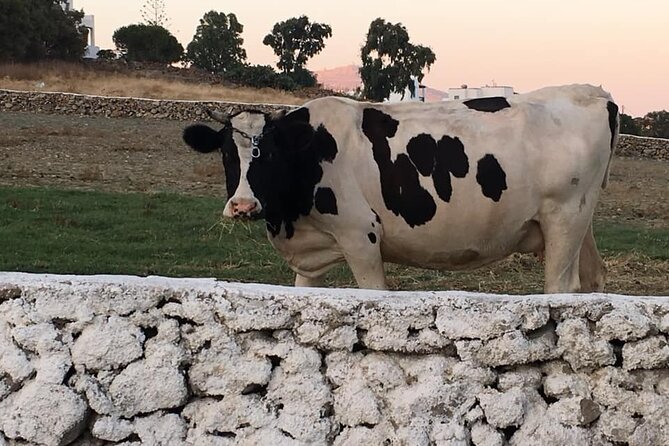 Mykonian Farm Experience - What the $153.78 price includes