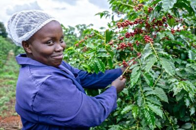 Coffee Factory and Farm Tour with Transfer