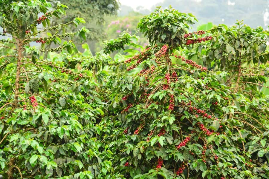 Nairobi: Coffee Factory and Farm Tour with Transfer - My practical verdict